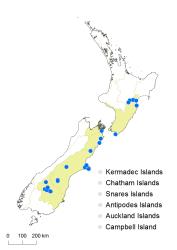 Asplenium subglandulosum distribution map based on databased records at AK, CHR, OTA & WELT.
 Image: K. Boardman © Landcare Research 2017 CC BY 3.0 NZ